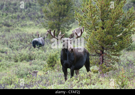 L'orignal (Alces alces shirasi), Bull, Roosevelt National Forest, Colorado. Banque D'Images