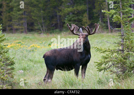 L'orignal (Alces alces shirasi), Bull, Roosevelt National Forest, Colorado. Banque D'Images