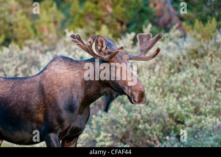 L'orignal (Alces alces shirasi), jeune taureau, Roosevelt National Forest, Colorado. Banque D'Images