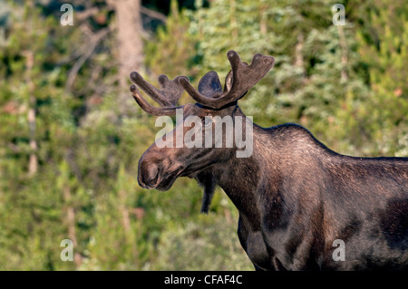 L'orignal (Alces alces shirasi), jeune taureau, Roosevelt National Forest, Colorado. Banque D'Images