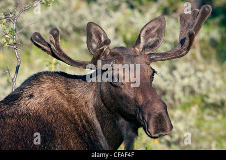 L'orignal (Alces alces shirasi), jeune taureau, Roosevelt National Forest, Colorado. Banque D'Images