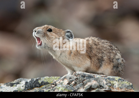 Pika américain (Ochotona princeps), appelant, dans la région de Kananaskis, en Alberta. Banque D'Images