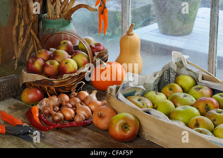 Rempotage banc de jardin en automne avec les pommes entreposées, runner bean seed, chilis et courges, UK, octobre Banque D'Images