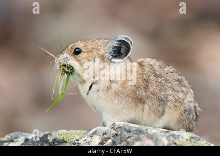 Pika américain (Ochotona princeps), recueillis avec la végétation, dans la région de Kananaskis, en Alberta. Banque D'Images