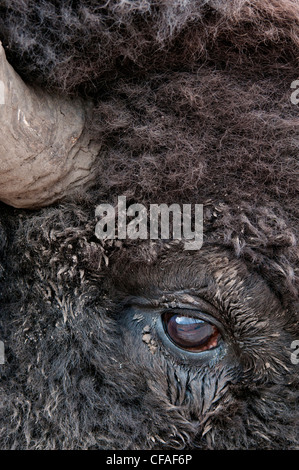 Bison des plaines (Bison bison bison), bull's eye, National Bison Range, Montana. Banque D'Images