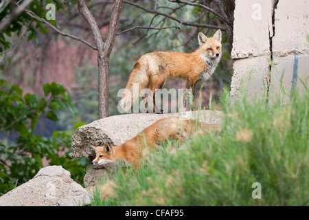 Le renard roux Vulpes vulpes adult top Golden kit Banque D'Images