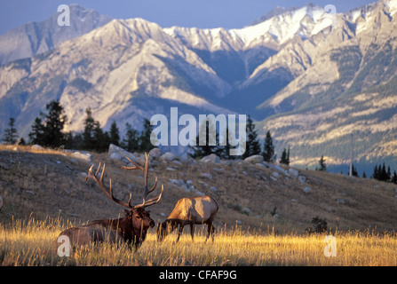 Elk mâle veille sur elk femelle de pâturage, Jasper National Park, Alberta, Canada. Banque D'Images