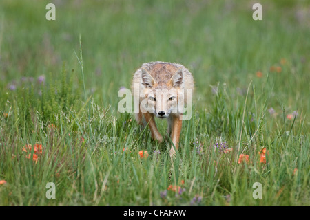 Le renard véloce (Vulpes velox), adulte, près de Pawnee National Grassland, Colorado. Banque D'Images
