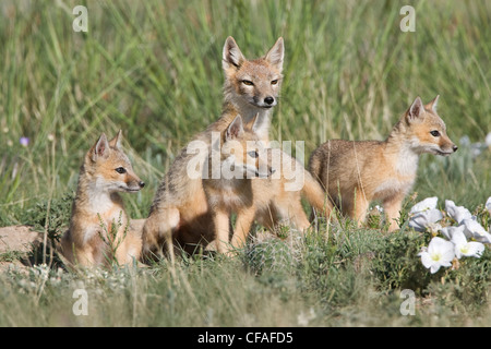 Le renard véloce (Vulpes velox) kits adultes den entre gumbo Banque D'Images