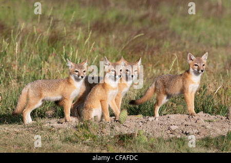 Le renard véloce (Vulpes velox), kits à den, près de Pawnee National Grassland, Colorado. Banque D'Images