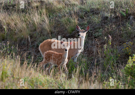 Le cerf de Virginie (Odocoileus virginianus), le DOE et le faon, National Bison Range, Montana. Banque D'Images