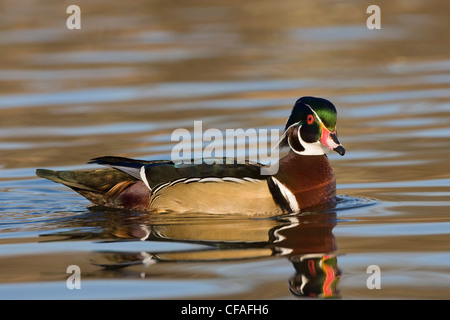 Le Canard branchu (Aix sponsa), homme, Burnaby Lake, Burnaby, Colombie-Britannique. Banque D'Images