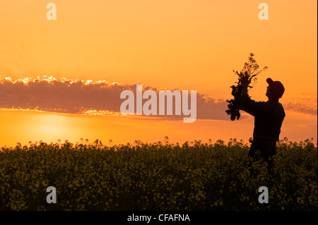 Un homme regarde le canola dans domaine de la floraison champ de canola, près de Lorette, Manitoba, Canada Banque D'Images