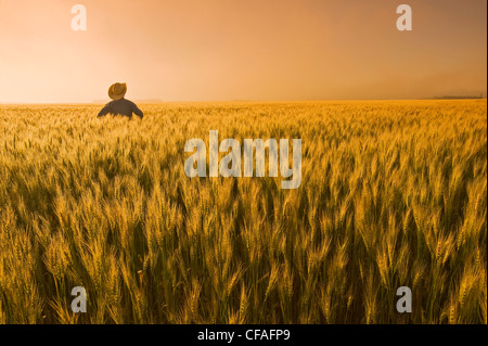 Un homme donne sur un champ de blé à maturité avec de la brume en arrière-plan, près de Dugald (Manitoba), Canada Banque D'Images