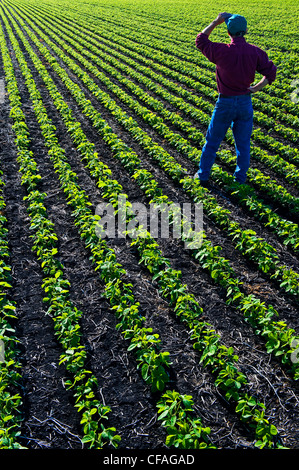 Un agriculteur dans son champ de soja en début de croissance près de Lorette, Manitoba, Canada Banque D'Images