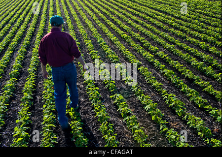Un agriculteur scouts ses premières champ de soja croissance près de Lorette, Manitoba, Canada Banque D'Images
