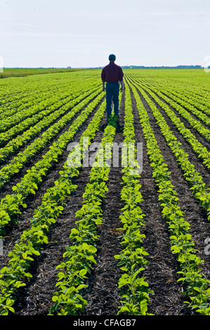 Un agriculteur scouts ses premières champ de soja croissance près de Lorette, Manitoba, Canada Banque D'Images