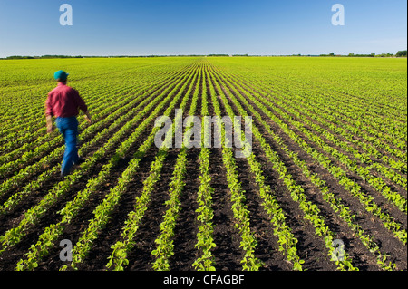 Un agriculteur scouts ses premières champ de soja croissance près de Lorette, Manitoba, Canada Banque D'Images