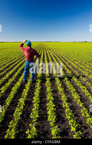 Un agriculteur dans son champ de soja en début de croissance près de Lorette, Manitoba, Canada Banque D'Images