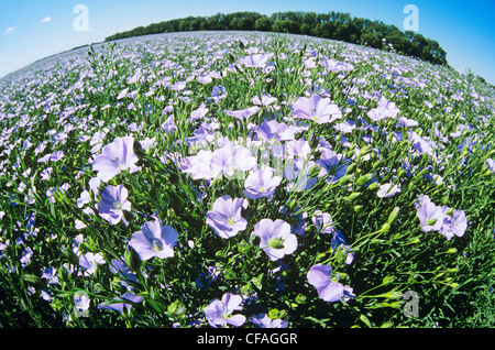 Champ de lin en fleurs près de Roland, au Manitoba, Canada. Banque D'Images