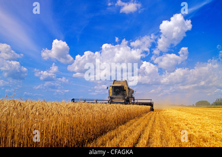 Les récoltes de blé d'hiver une moissonneuse-batteuse près de Oakbank au Manitoba, Canada. Banque D'Images