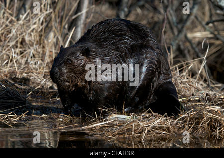 Le castor assis à bord d'étang. (Castor canadensis). Le nord de l'Ontario, Canada. Banque D'Images