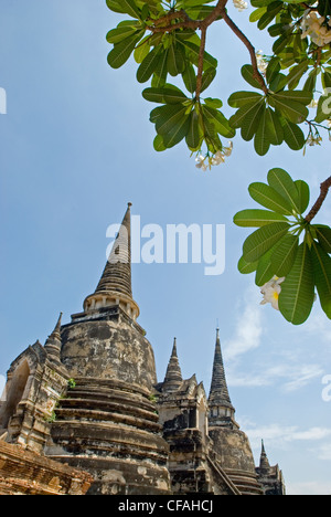 Un Frangipanier (Plumeria acutifolia) frames le temple de Wat Phra Si Sanphet, Ayuthaya, Thaïlande. Banque D'Images