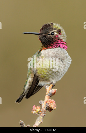 Homme Anna's Hummingbird (Calypte anna) perché sur une branche. Banque D'Images