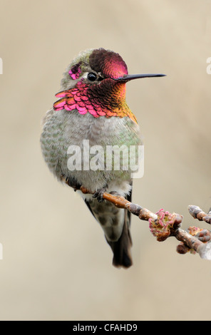 Homme Anna's Hummingbird (Calypte anna) perché sur une branche. Banque D'Images