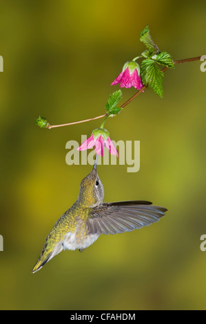 Femme Anna's Hummingbird (Calypte anna) se nourrissant du nectar d'une fleur. Banque D'Images