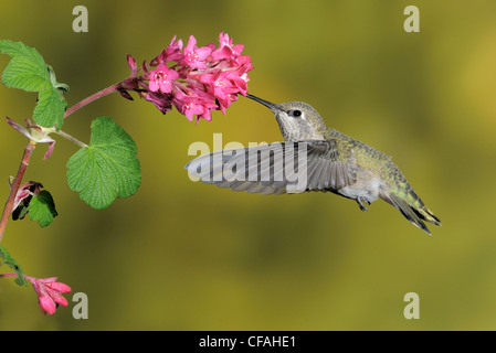 Femme Anna's Hummingbird (Calypte anna) se nourrissant du nectar d'une fleur. Banque D'Images