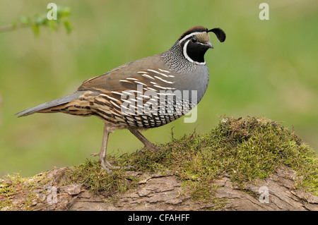 Homme Colin de Californie (Callipepla californica) perché sur un journal moussue. Banque D'Images