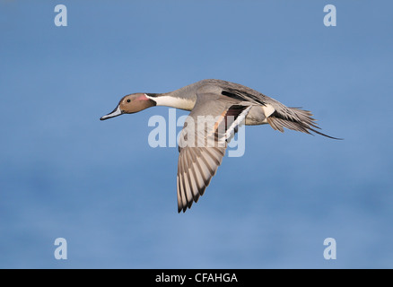 Le Canard pilet (Anas acuta) en vol. Banque D'Images