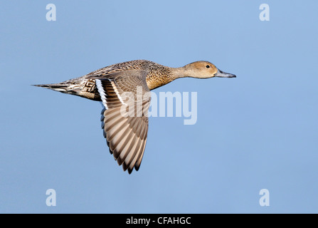 Le Canard pilet (Anas acuta) en vol. Banque D'Images