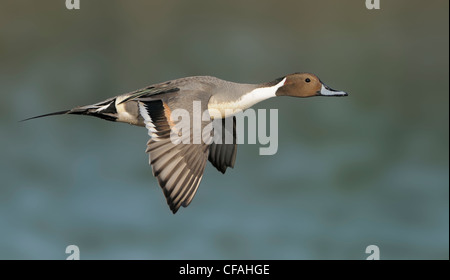 Le Canard pilet (Anas acuta) en vol. Banque D'Images