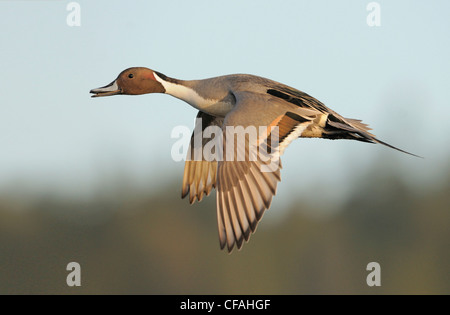 Le Canard pilet (Anas acuta) en vol. Banque D'Images
