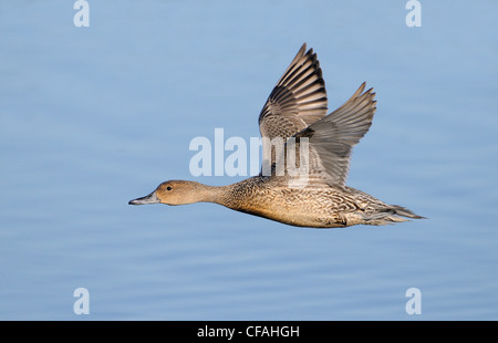 Le Canard pilet (Anas acuta) dans Vol au-dessus d'une lagune. Banque D'Images