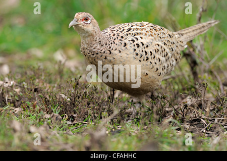 Femme Faisan de Colchide (Phasianus colchicus). Banque D'Images