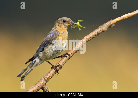 Une femelle Merlebleu de l'Est (Sialia sialis) se nourrissant d'un insecte à l'Alvar Carden en Ontario, Canada. Banque D'Images