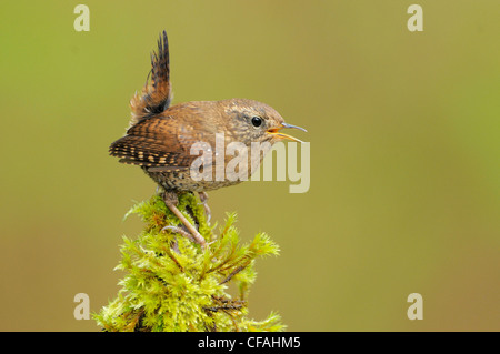 Troglodyte mignon (Troglodytes troglodytes) chanter pendant que perché sur une branche couverte de mousse. Banque D'Images