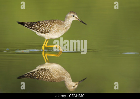 Un petit chevalier (Tringa flavipes) et son reflet dans l'alimentation d'une vasière à l'Rattray Marsh dans l'Ontario, Canada. Banque D'Images