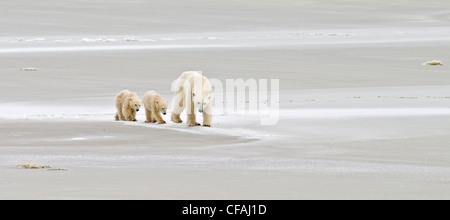 Femelle Ours blanc Ursus maritimus menant d'oursons Banque D'Images