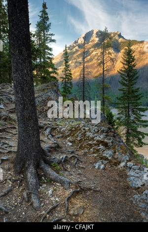 Forêt de pins tordus au lac Minnewanka, Banff National Park, Alberta, Canada. Banque D'Images