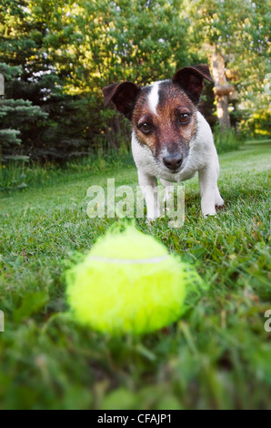 Jack Russell Terrier, jouant fetch, Alberta, Canada. Banque D'Images