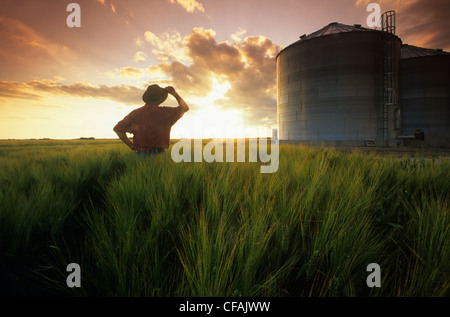 Farmer donne sur champ d'orge avec des cellules à grains au-delà, Dugald, Manitoba, Canada. Banque D'Images