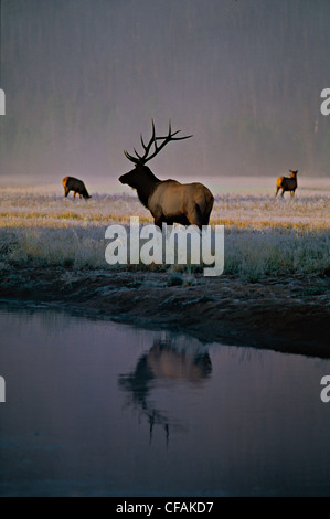 Le wapiti des montagnes Rocheuses (Cervus elaphus) pâturage dans un champ couvert de givre. Banque D'Images