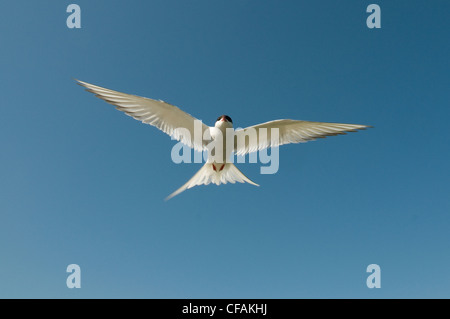 Sterne arctique (Sterna paradisaea), à la défense du territoire dans Churchill, Manitoba, Canada. Banque D'Images