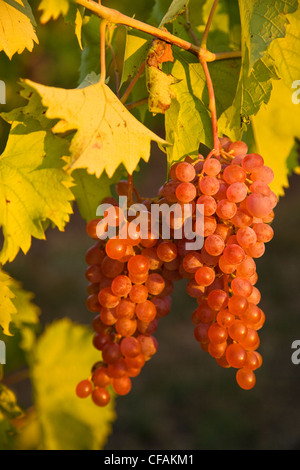 Pinot Noir vignoble de plus en plus dans la péninsule du Niagara près de Grimsby, Ontario, Canada. Banque D'Images