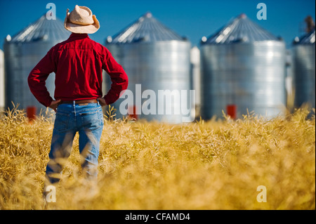 Farmer donne sur la récolte à maturité sur le terrain prêt Banque D'Images