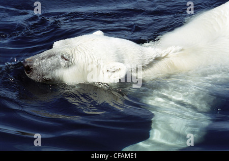 L'ours polaire nage dans la baie Wager (Ursus maritimus, parc national Ukkusiksalik, la baie Wager, Nunavut, Canada Banque D'Images